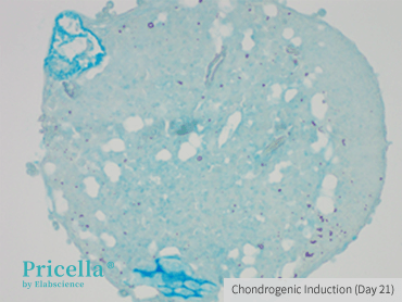 Alcian Blue Staining, 100×