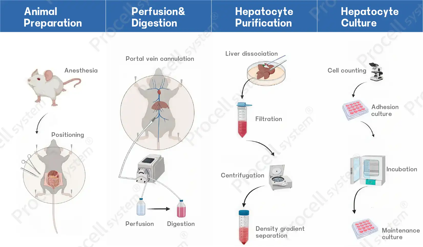 Troubleshooting Hepatocyte and Non-parenchymal Cell Isolation: Essential Tips for Successful Cell Preparation-2