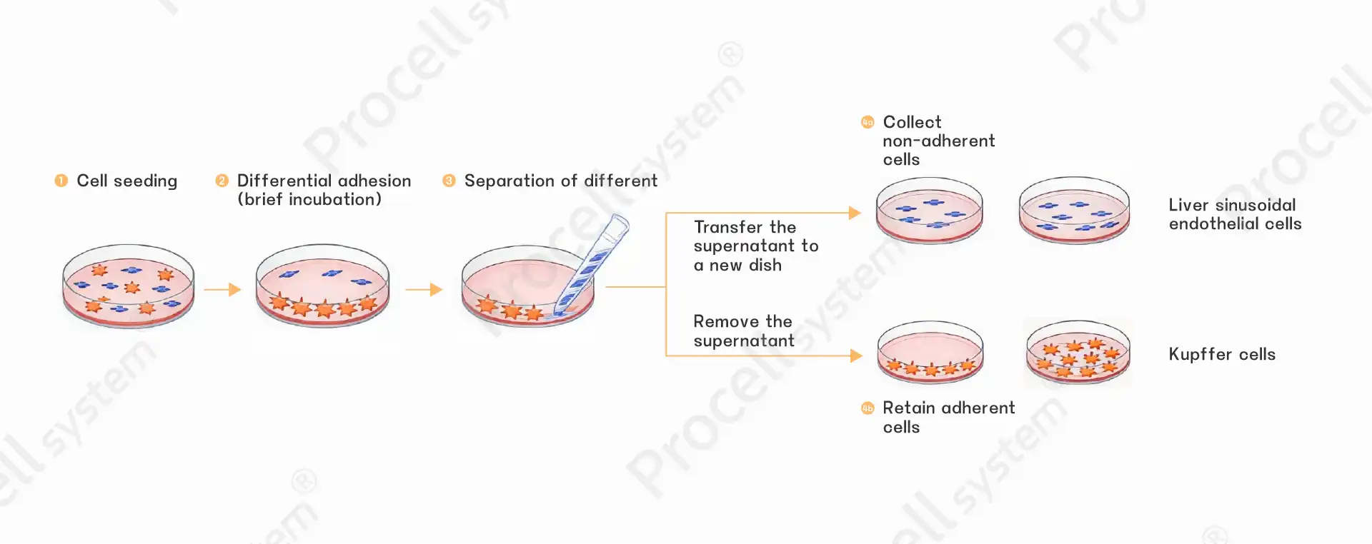 Troubleshooting Hepatocyte and Non-parenchymal Cell Isolation: Essential Tips for Successful Cell Preparation-3