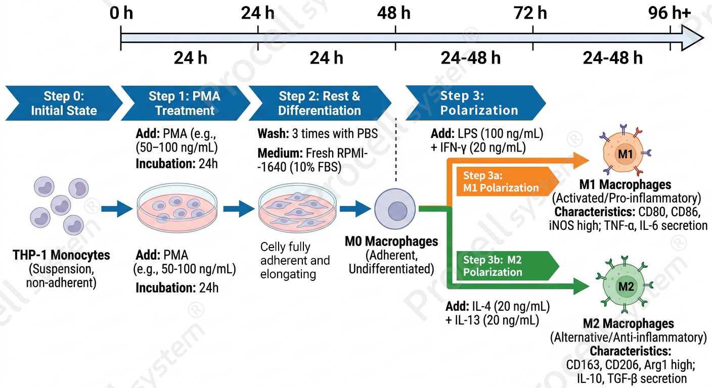 Essential Guide to THP-1 Cell Culture, Differentiation, and Macrophage Polarization-1