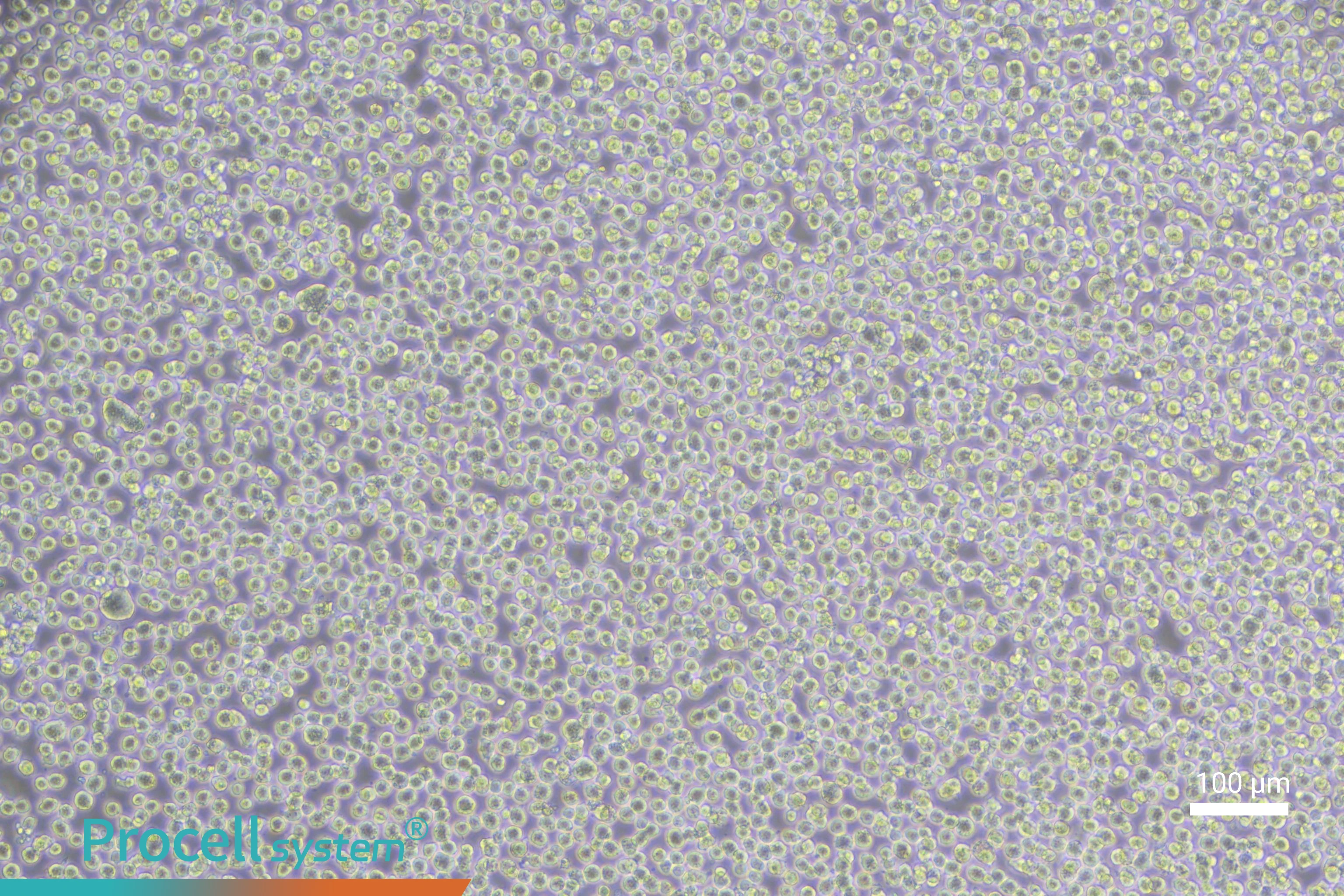 Essential Guide to THP-1 Cell Culture, Differentiation, and Macrophage Polarization-2