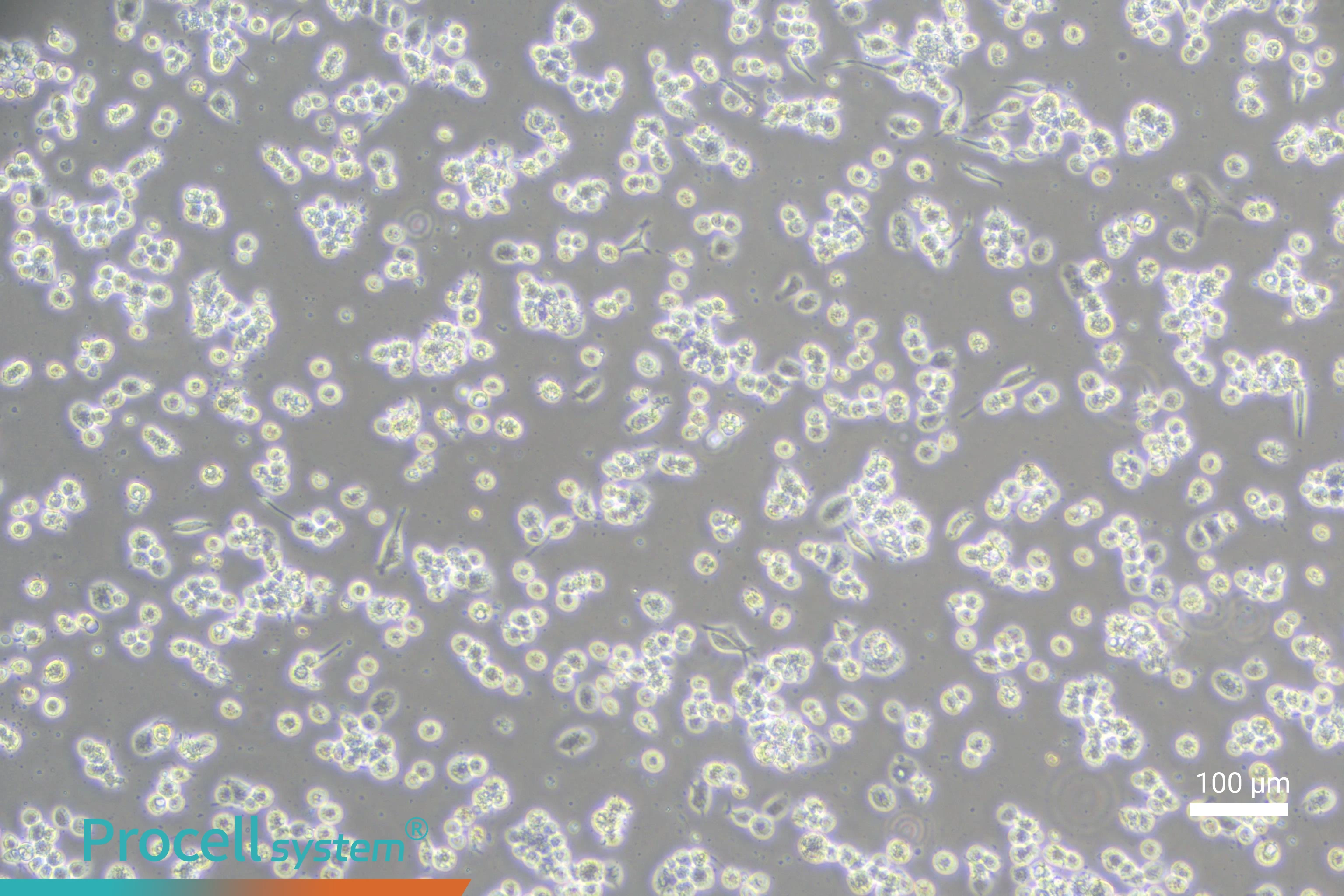 Essential Guide to THP-1 Cell Culture, Differentiation, and Macrophage Polarization-3
