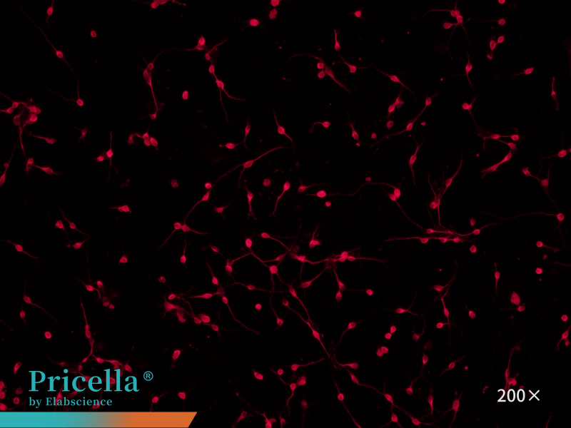 beta-TubulinIII,200X