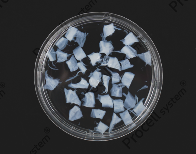 Key Details Not to Overlook in the Primary Isolation and Characterization of hUC-MSCs-3