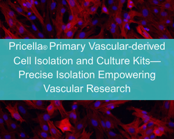 Pricella® Primary Vascular-derived Cell Isolation and Culture Kits—Precise Isolation Empowering Vascular Research - cover