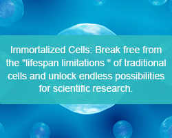 Immortalized Cells: Break free from the "lifespan limitations " of traditional cells and unlock endless possibilities for scientific research. - cover