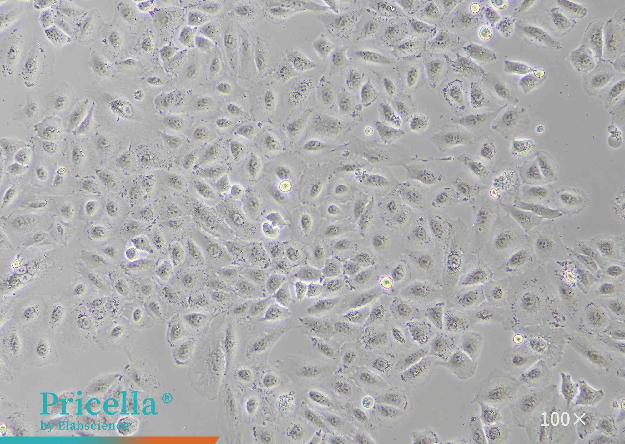 Microscopic View of Cell Morphology A549-1000-100X