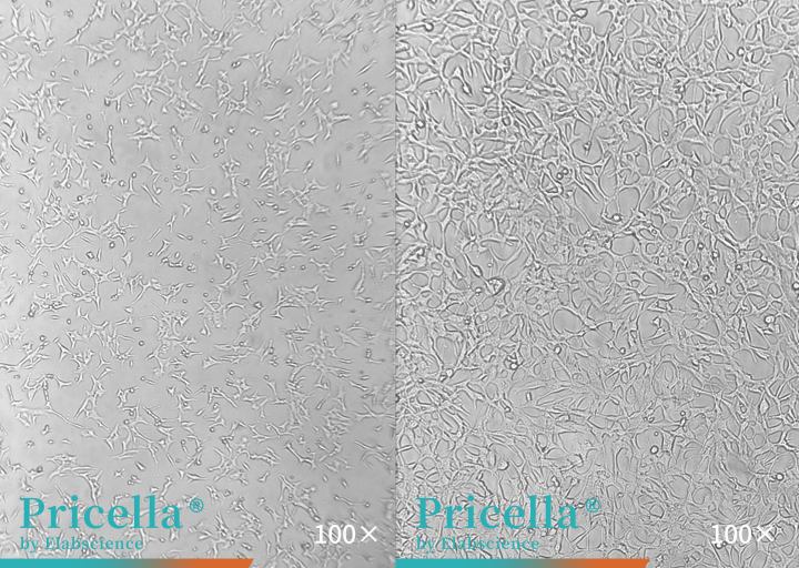 image of C8-D1A cells