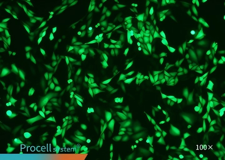 CHO-K1 Mergene1000®,100X