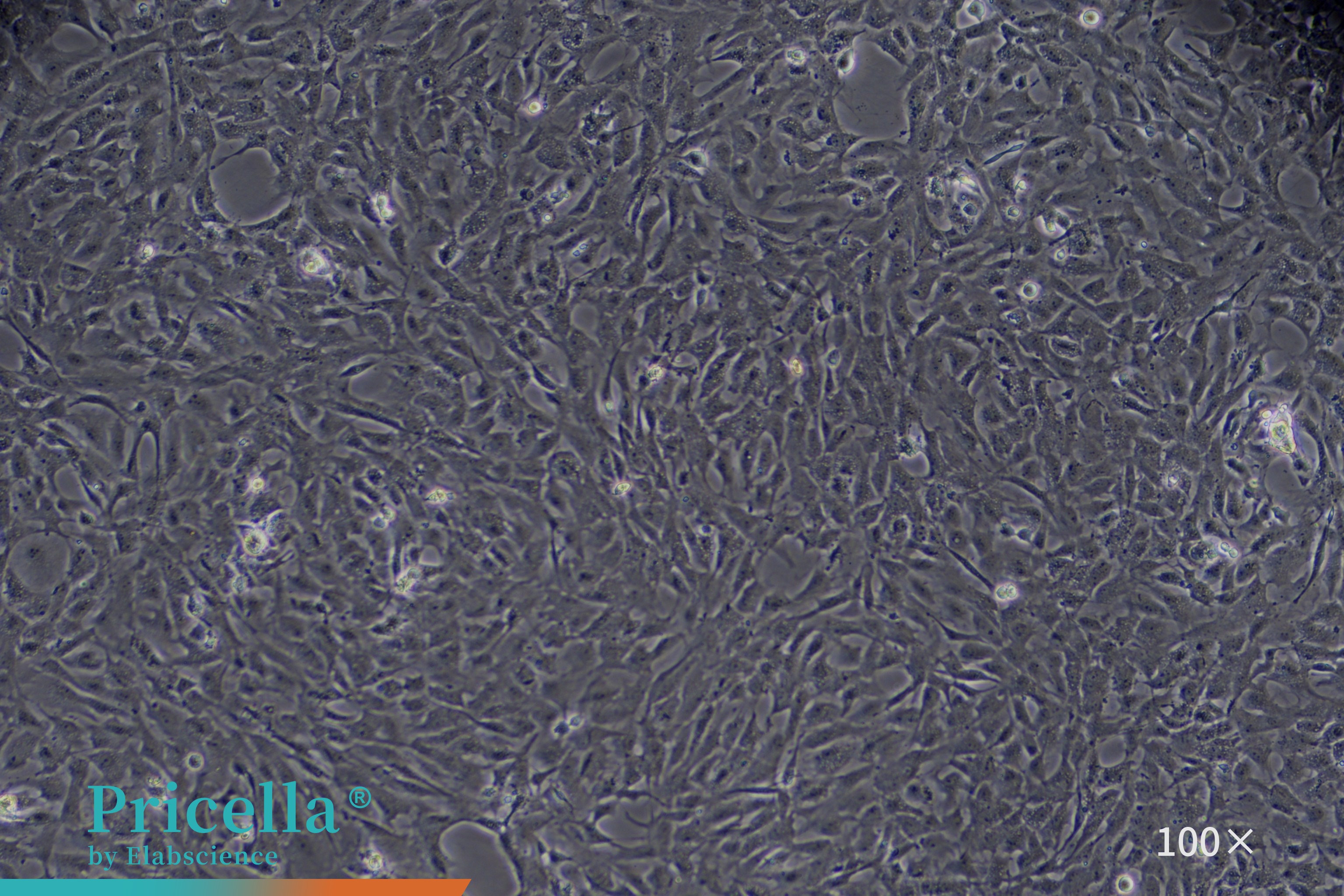 Rat cardiac microvascular endothelial cells