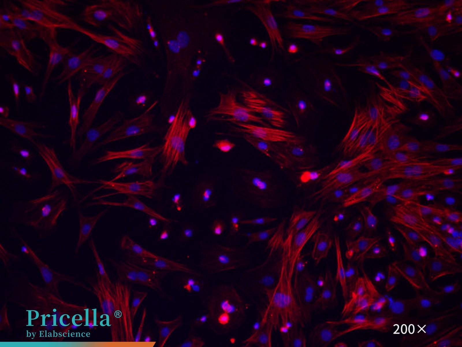 Rat hepatic stellate cells alpha;-SMA