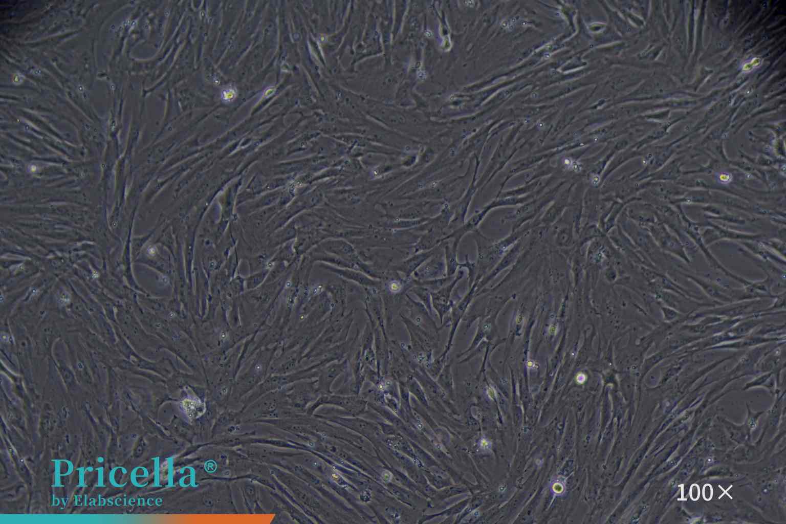 Rat hepatic stellate cells cultured for 72 h