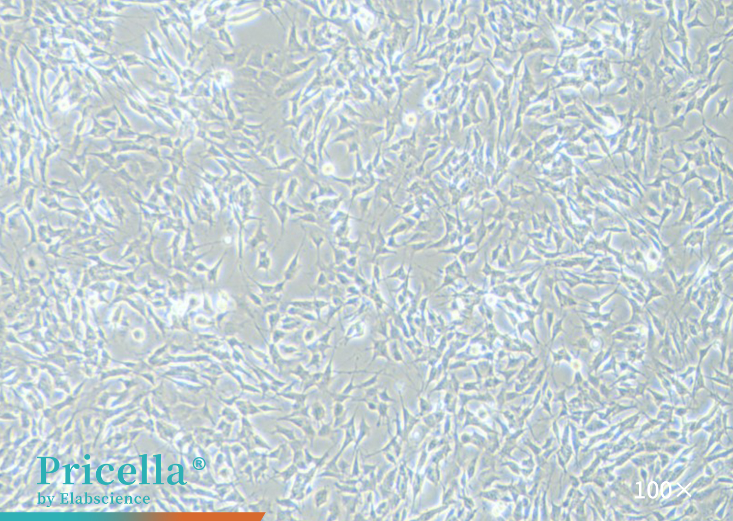 SH-SY5Y cells (100x)