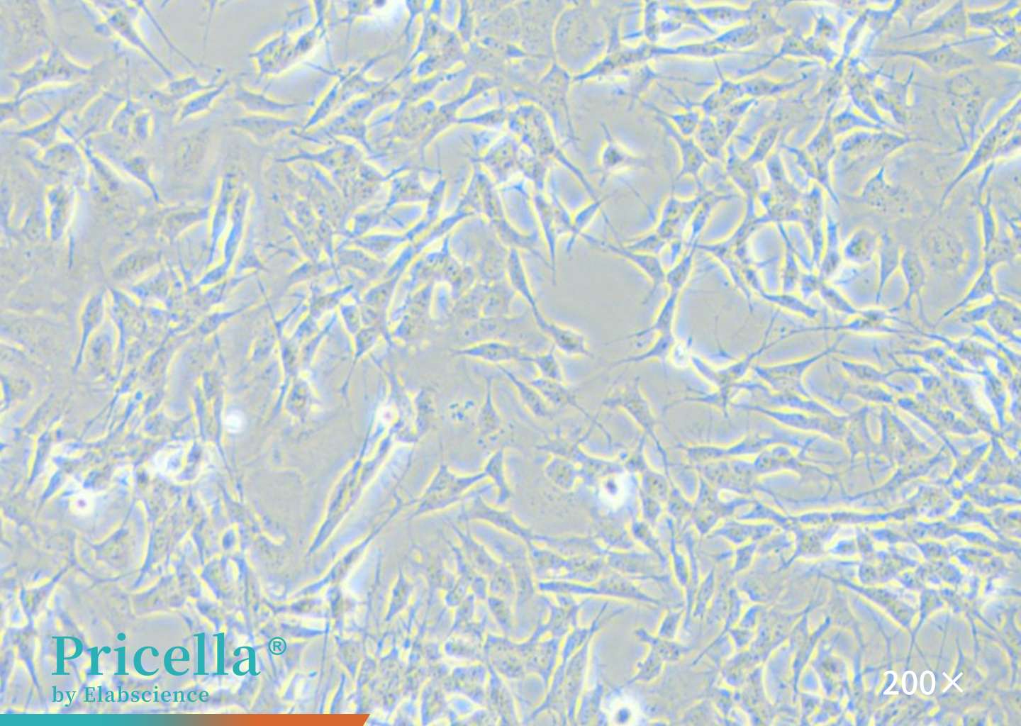SH-SY5Y cells (200x)