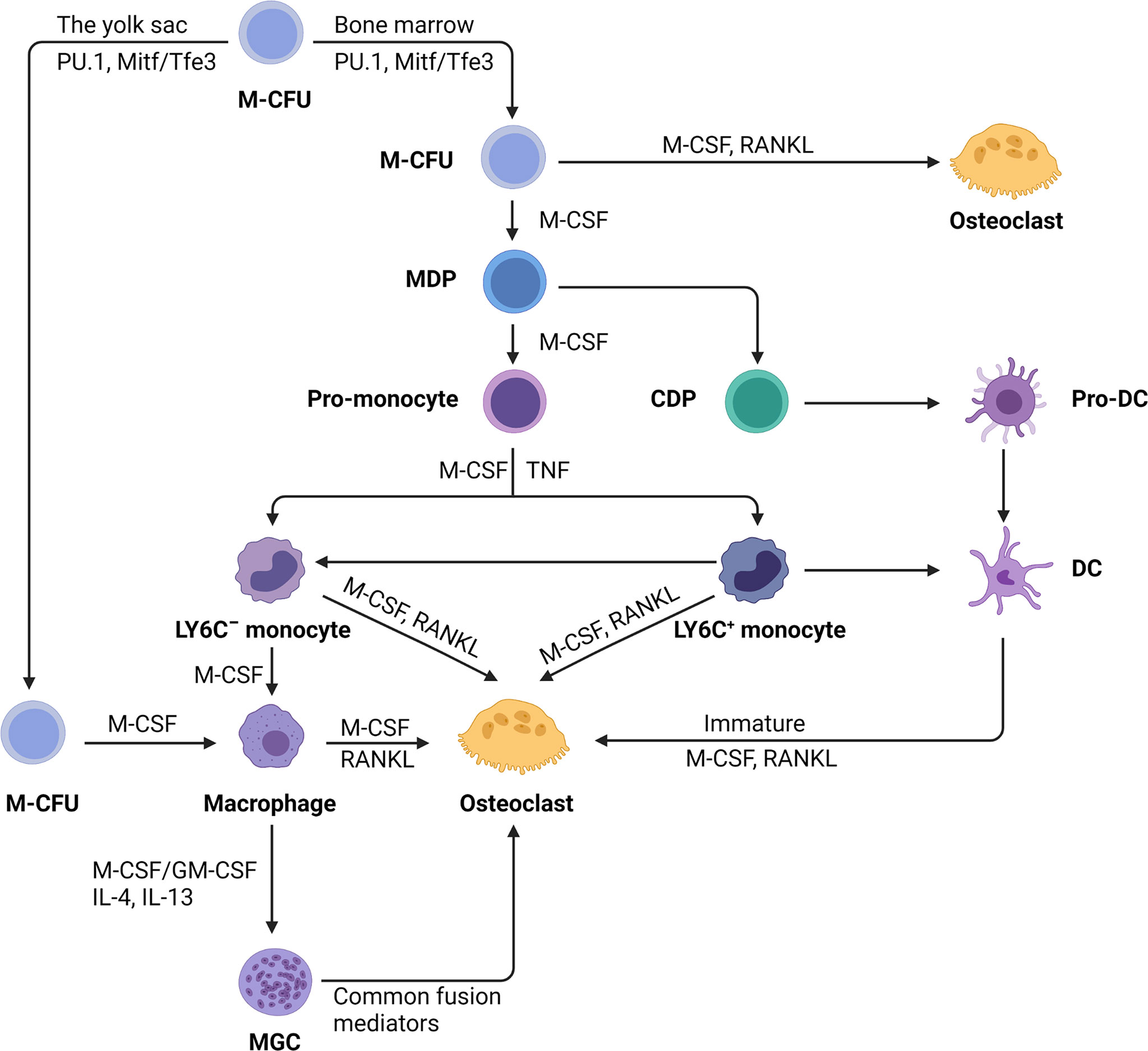 Figure 1. Differentiation of monocytes into macrophages, dendritic cells, and osteoclasts (Image from Reference 1)
