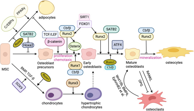MSC differentiation signaling pathways