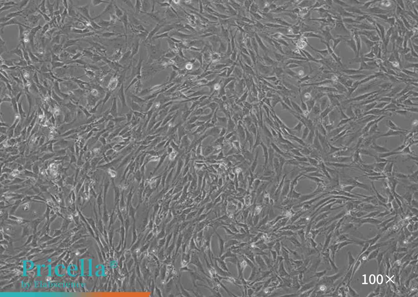 Rat bone marrow mesenchymal stem cells（before digestion）