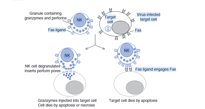 Schematic diagram of NK cell cytotoxic mechanisms via perforin and granzyme pathway.