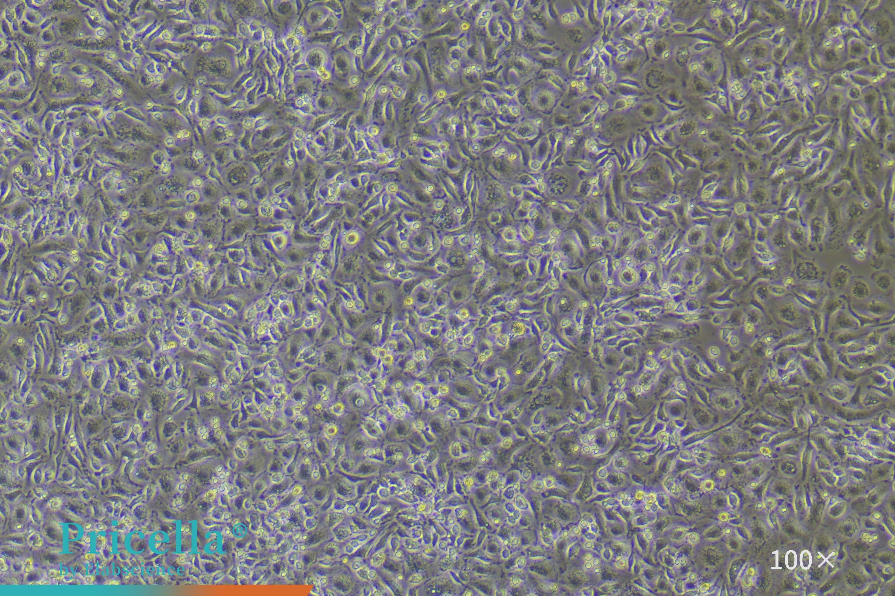 Rat bone marrow-derived macrophages cultured for 3 days
