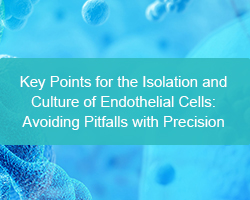 Key Points for the Isolation and Culture of Endothelial Cells: Avoiding Pitfalls with Precision - cover