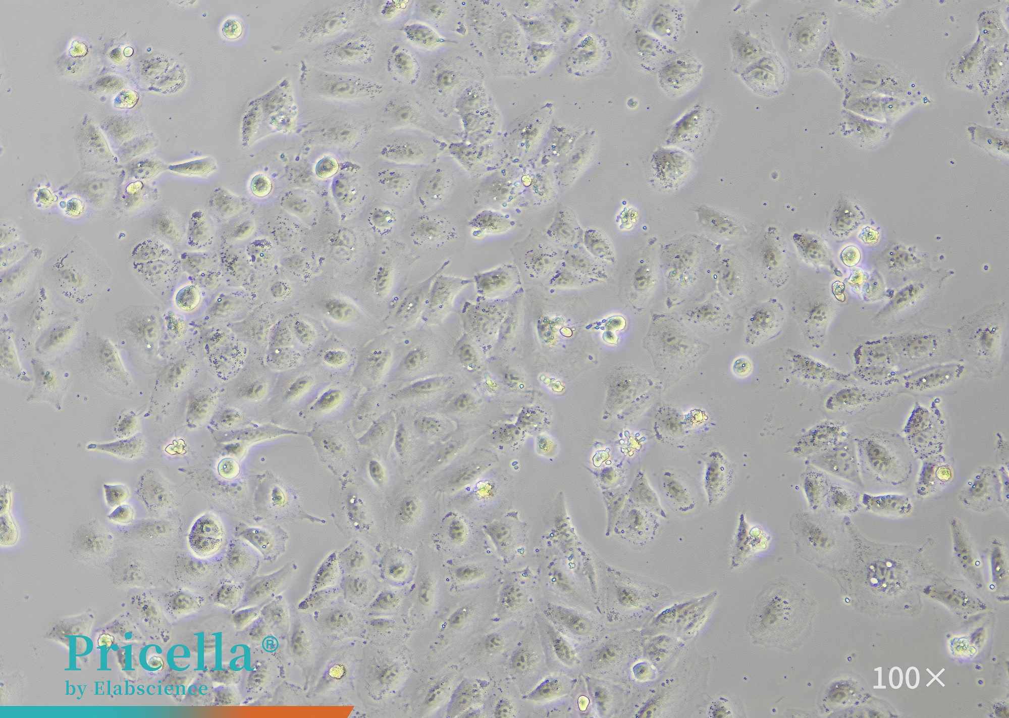 Microscopic View of Cell Morphology A549-3000-100X