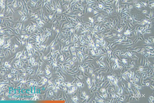 MDA-MB-231 cultured in DMEM
