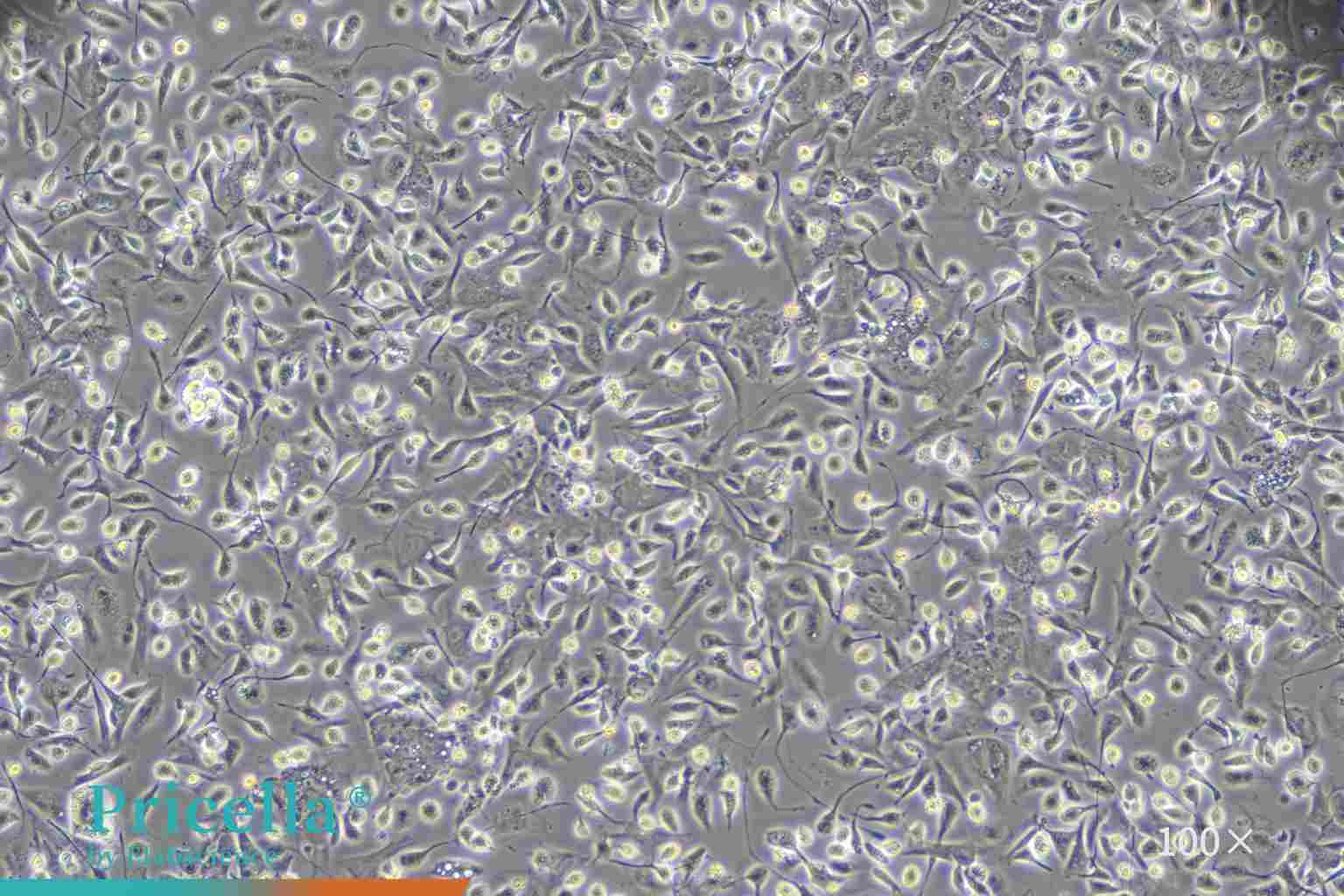Rat Kupffer cells cultured for 72 h