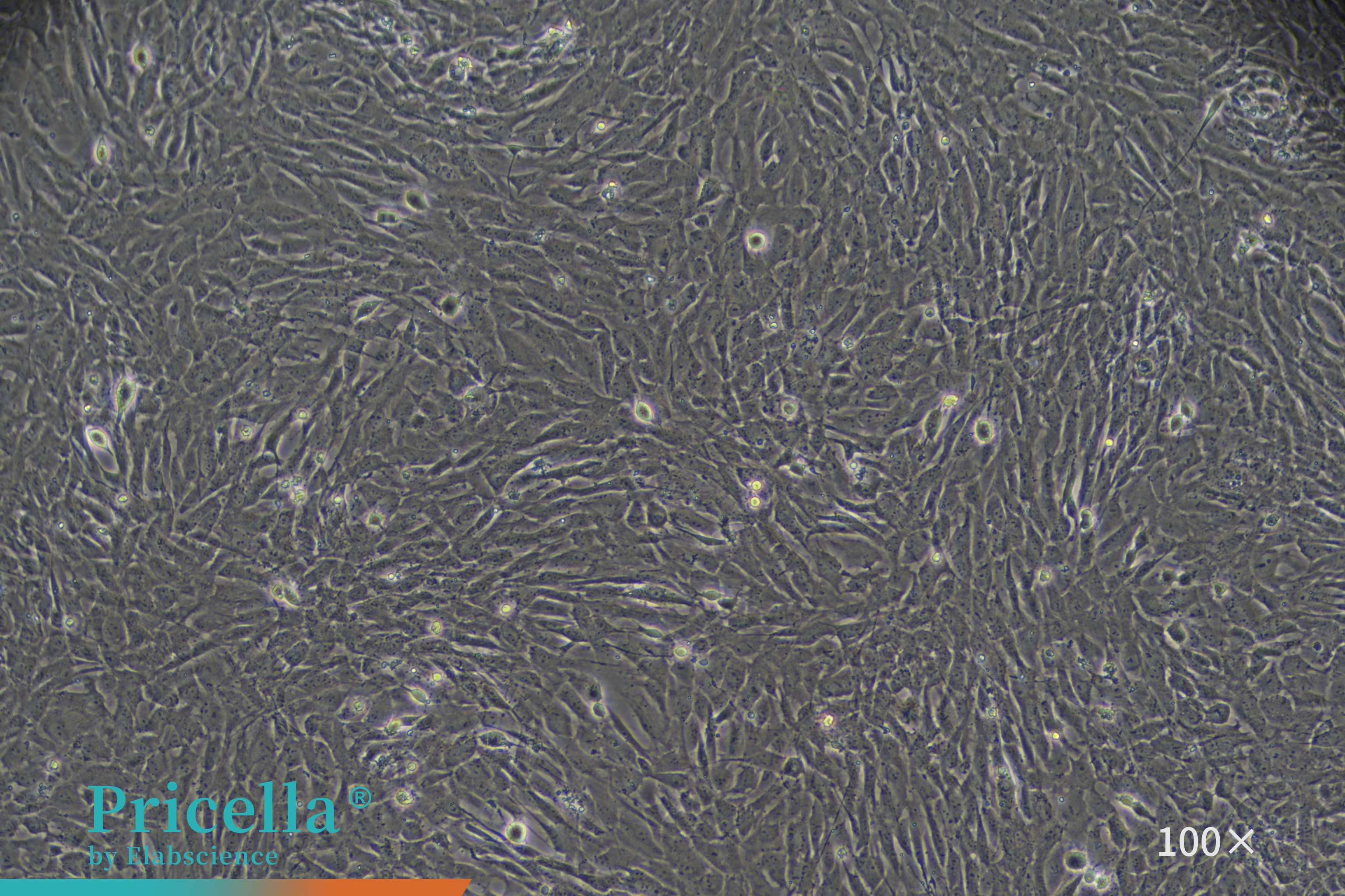Rat cardiac fibroblasts