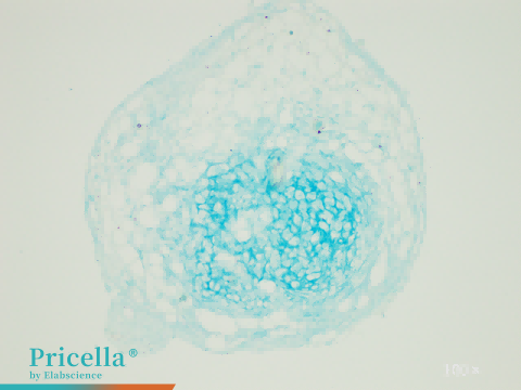 Chondrogenic Differentiation hBMSCs