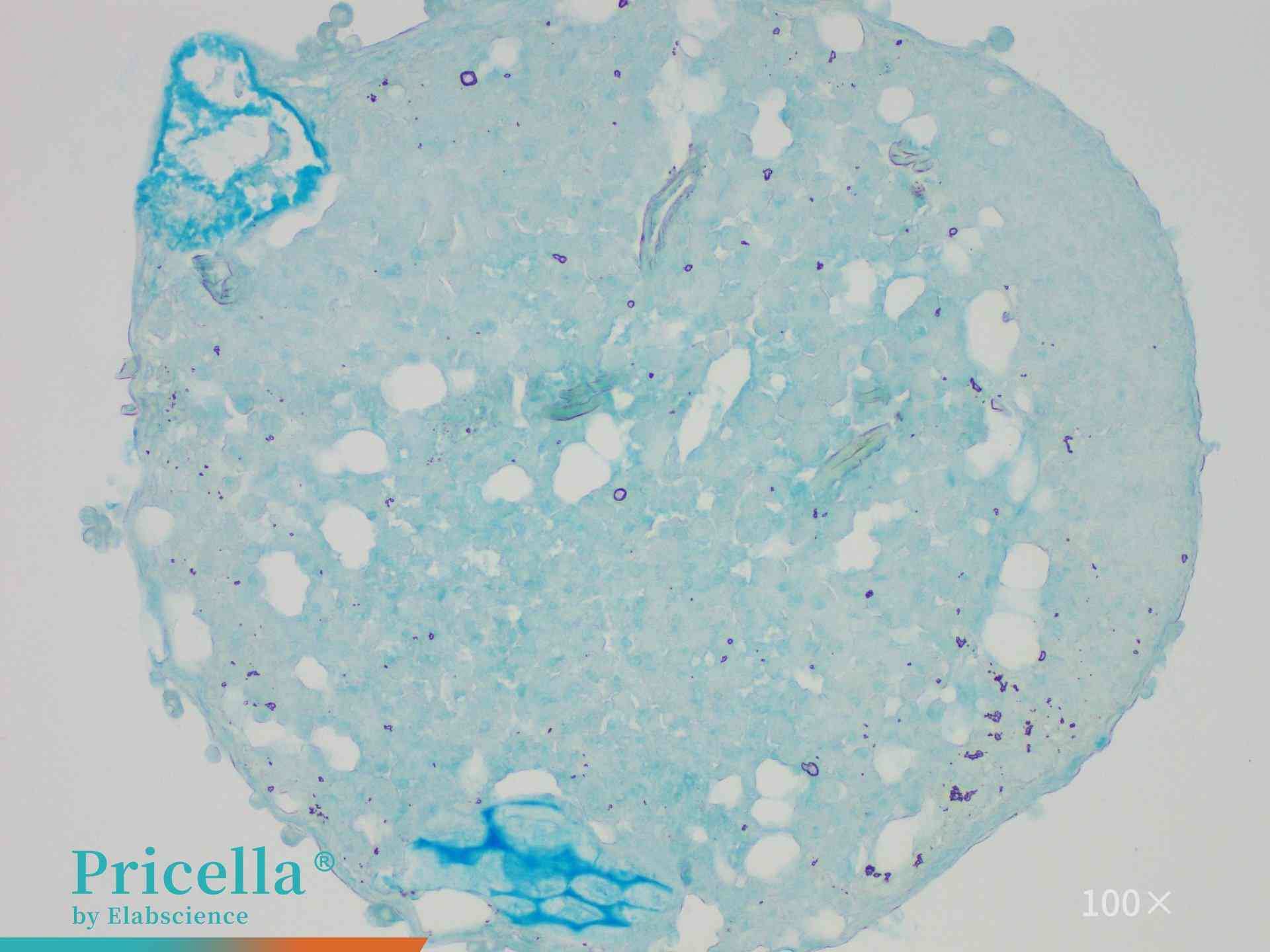Chondrogenic Differentiation rBMSCs