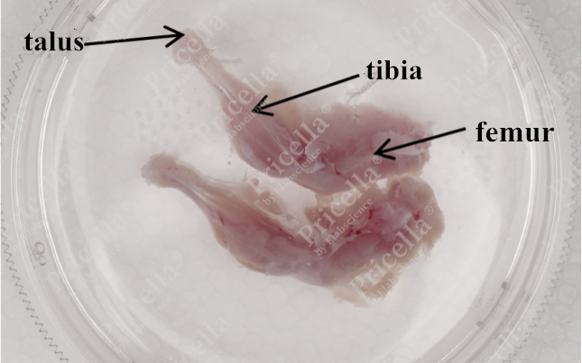 Get the complete femur and tibia