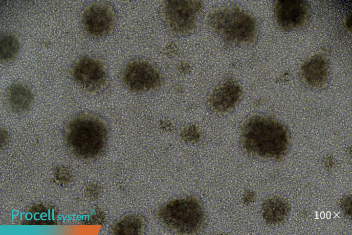T cell morphology and CD3 expression analysis.