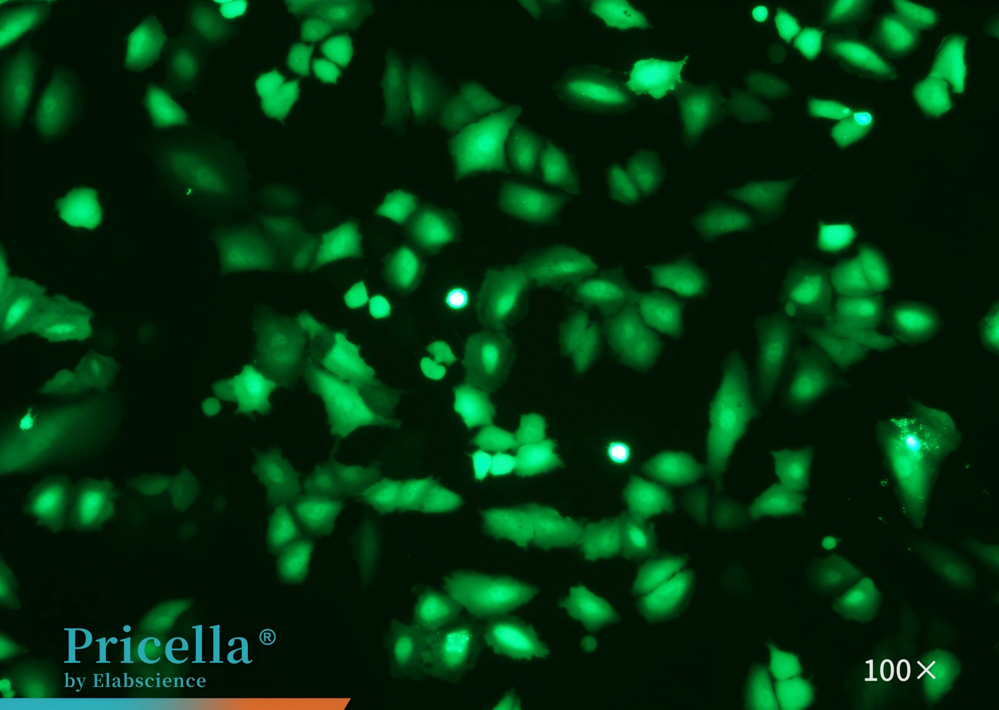 Immunofluorescence Identification (EGFP) A549-1000-100X