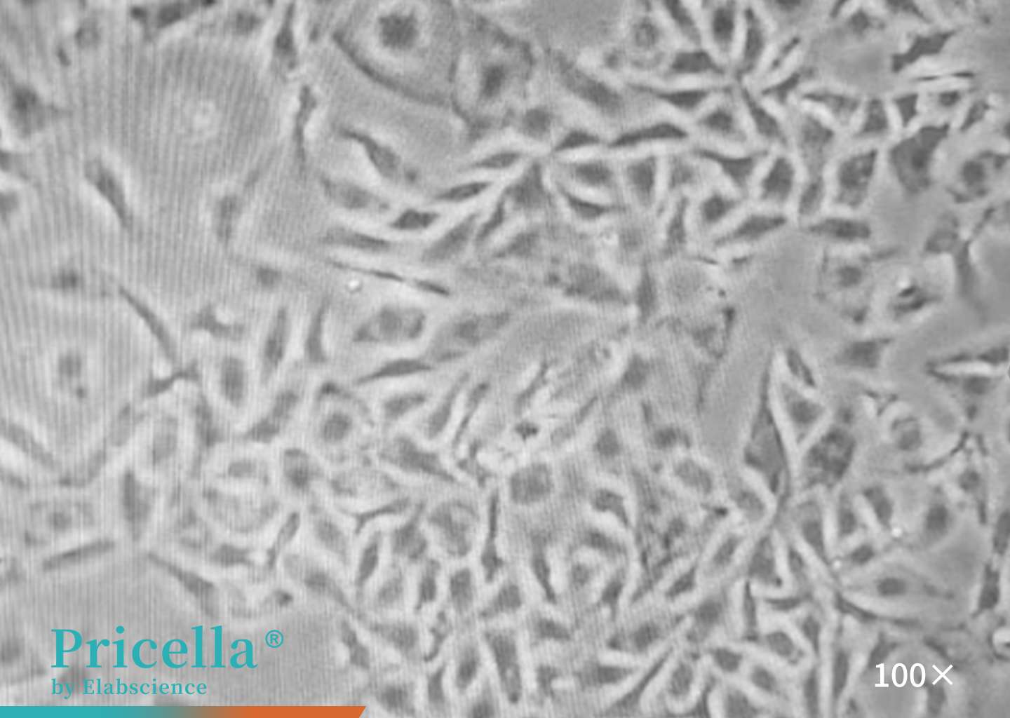 Causes and Solutions for Morphological Alterations in Cells-5