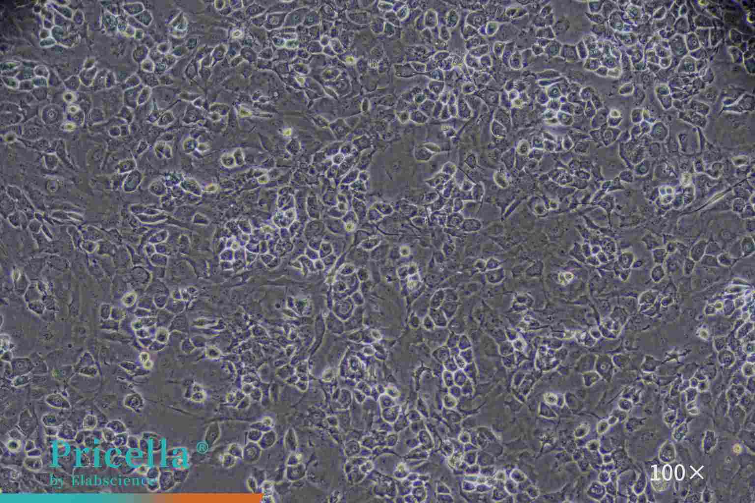 Mouse articular chondrocytes,100X, 48h
