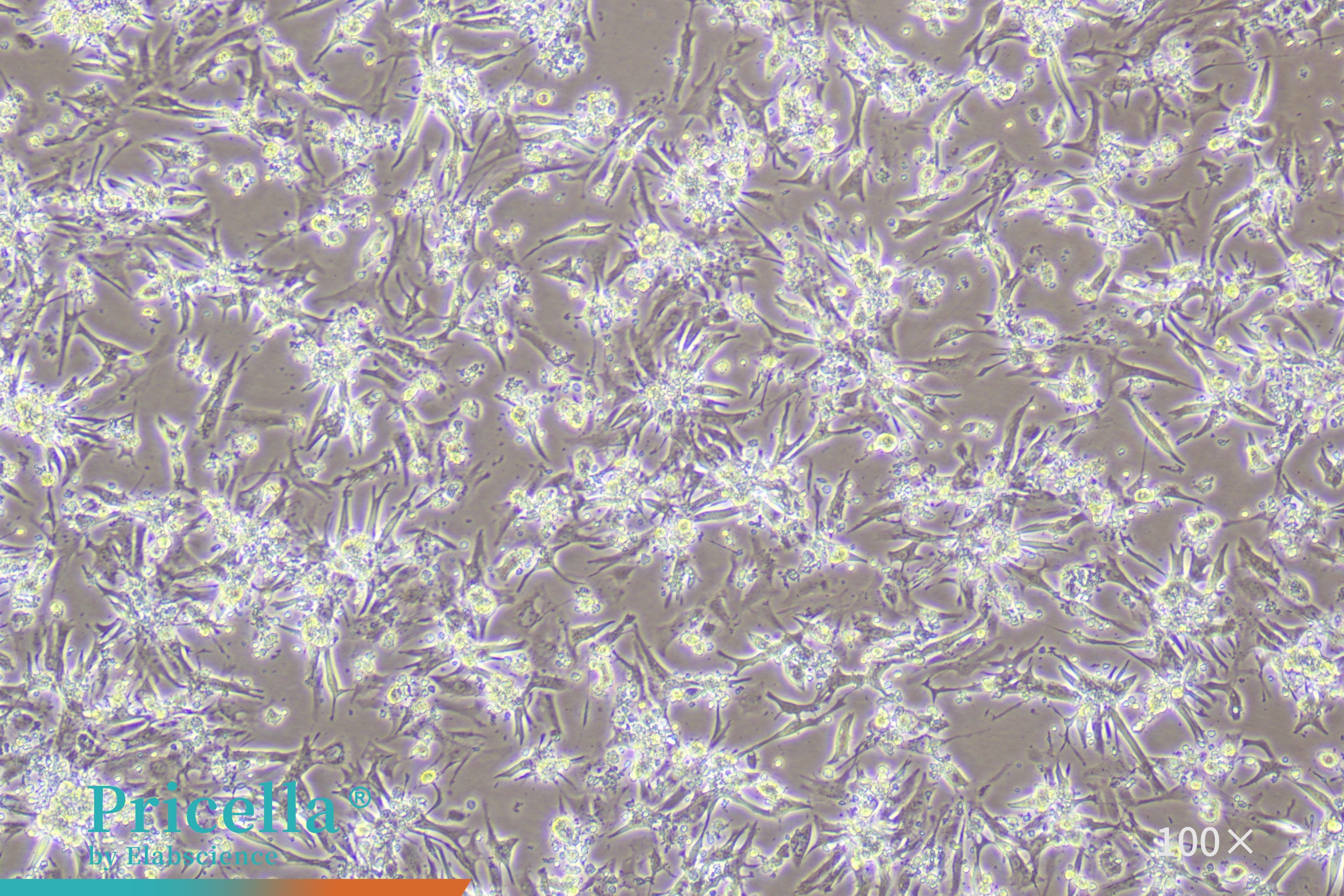 Mouse cardiomyocytes