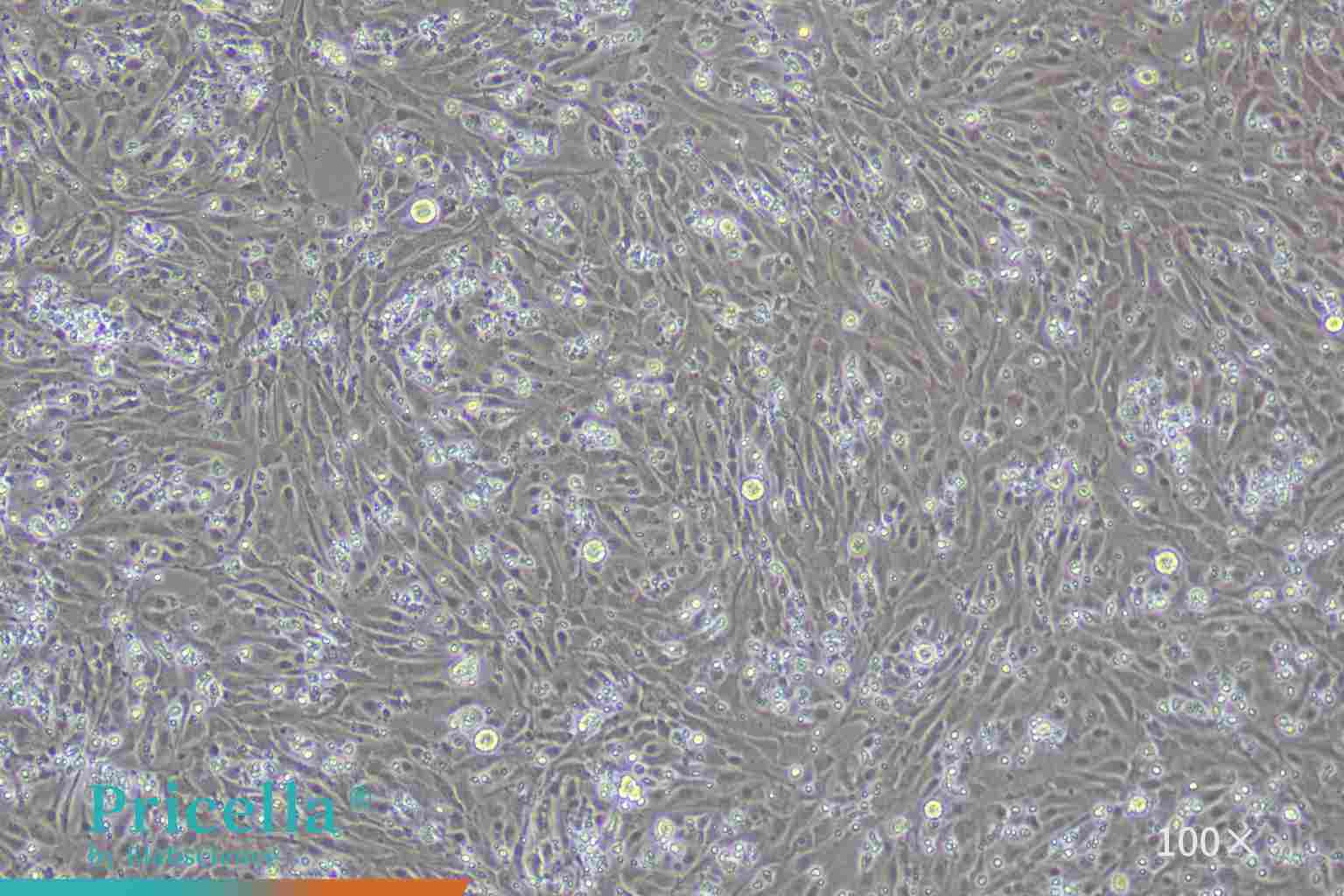 Rat hepatic sinusoidal endothelial cells cultured for 72 h
