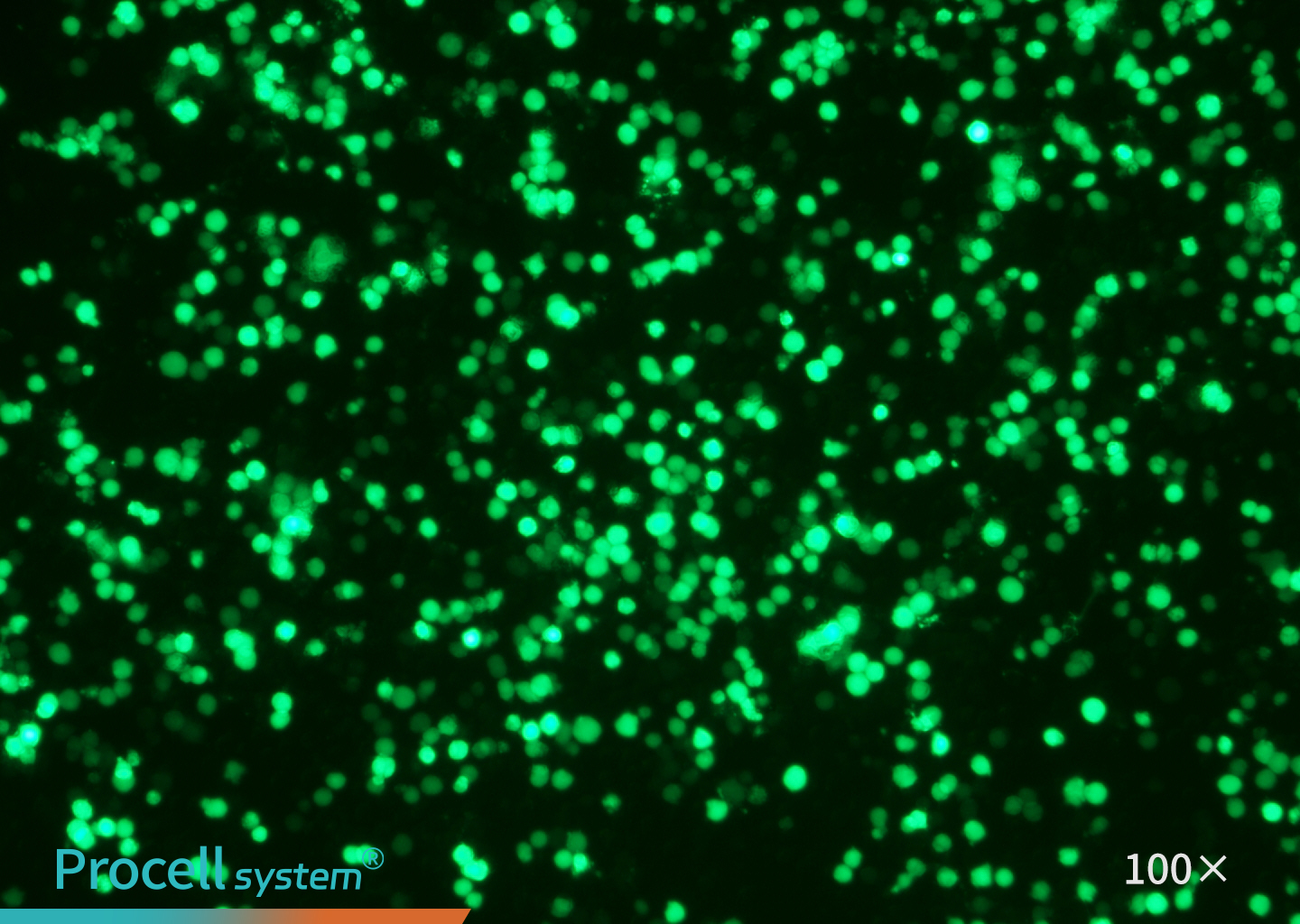 THP-1 Immunofluorescence Identification (EGFP), Mergene 1000®