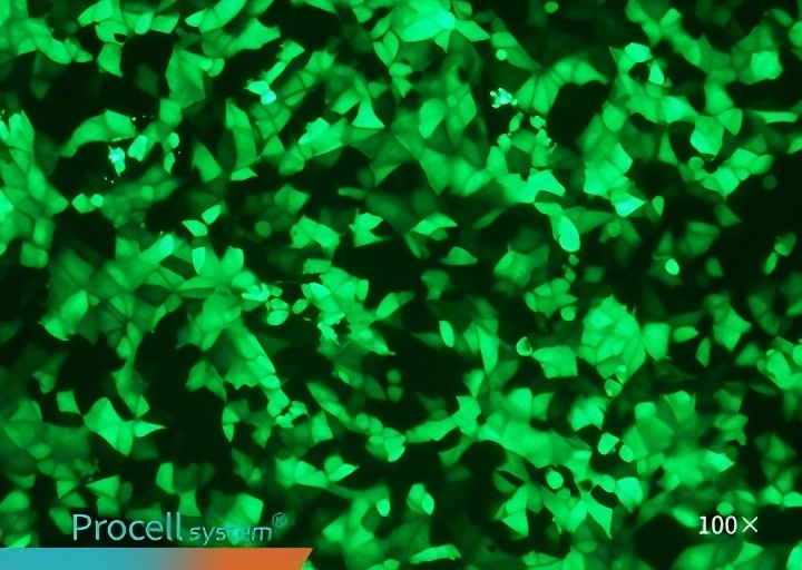 Vero Mergene1000®,100X