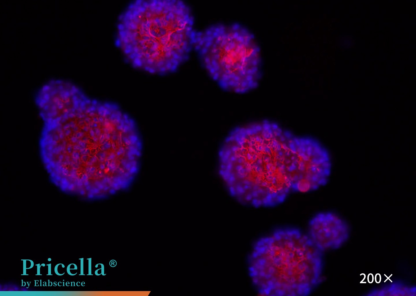 Rat neural stem cells (Immunofluorescence)
