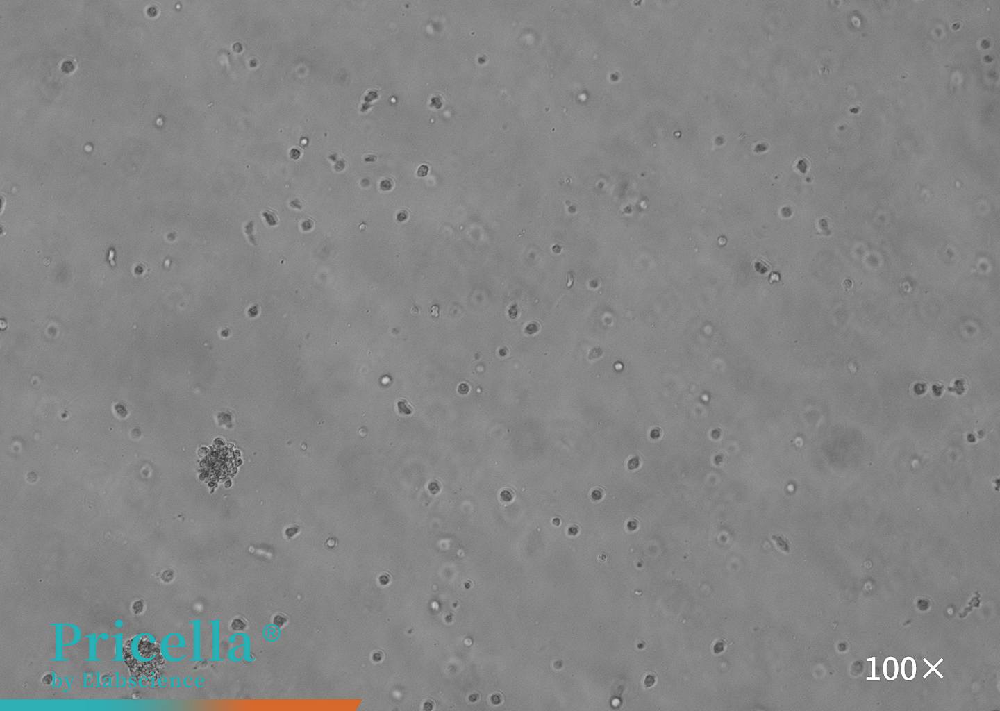 Rat neural stem cells (Post-Digestion)