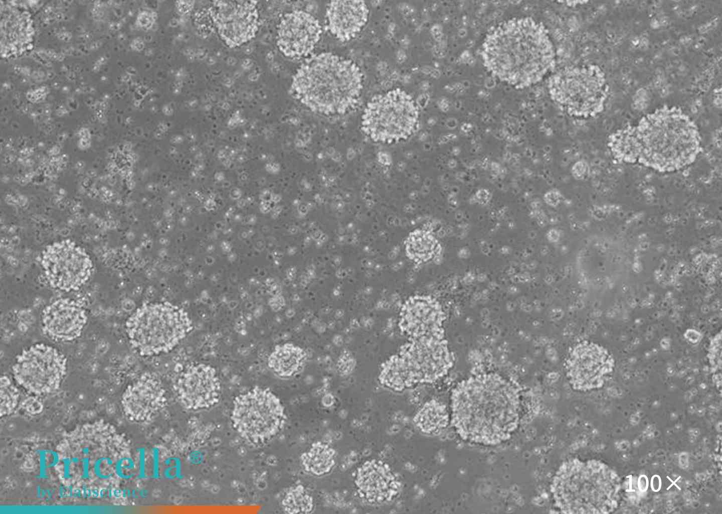 Rat neural stem cells(Pre-Digestion)