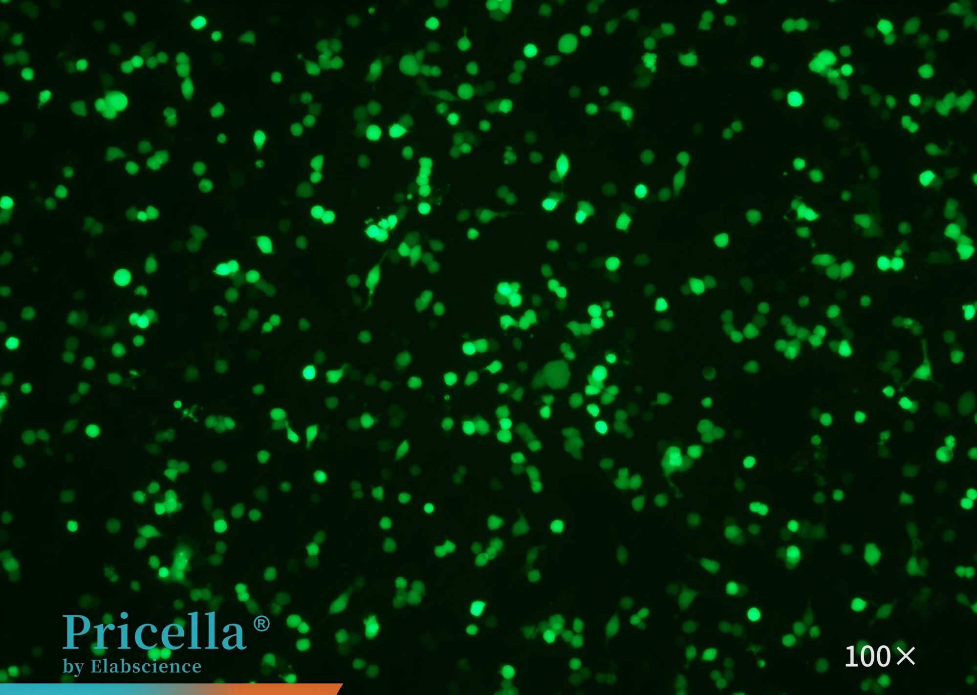 Transduction Protocol for RAW 264.7 Cells: A Complete, Ready-to-use Workflow-4