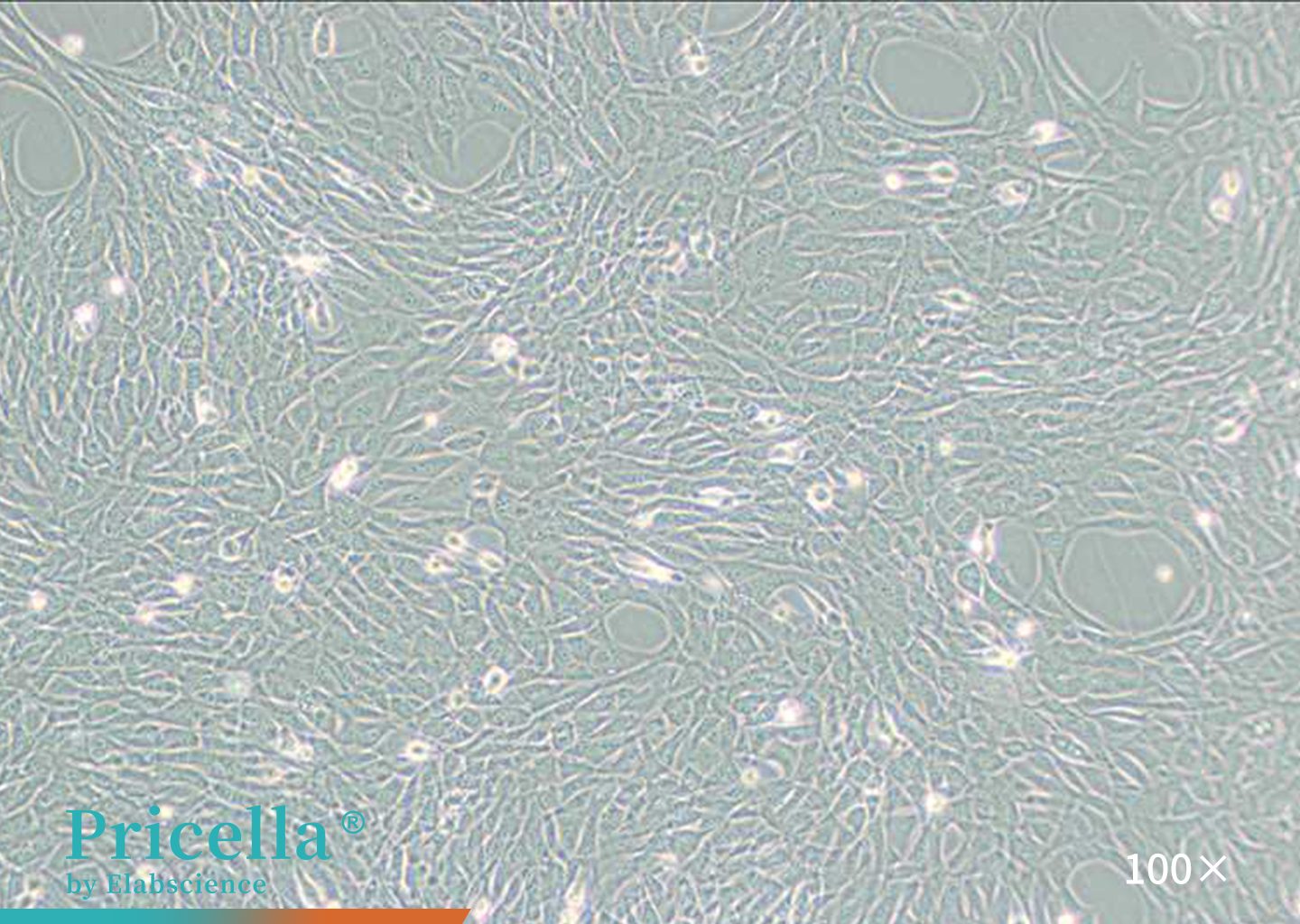HT22 cells (100x)