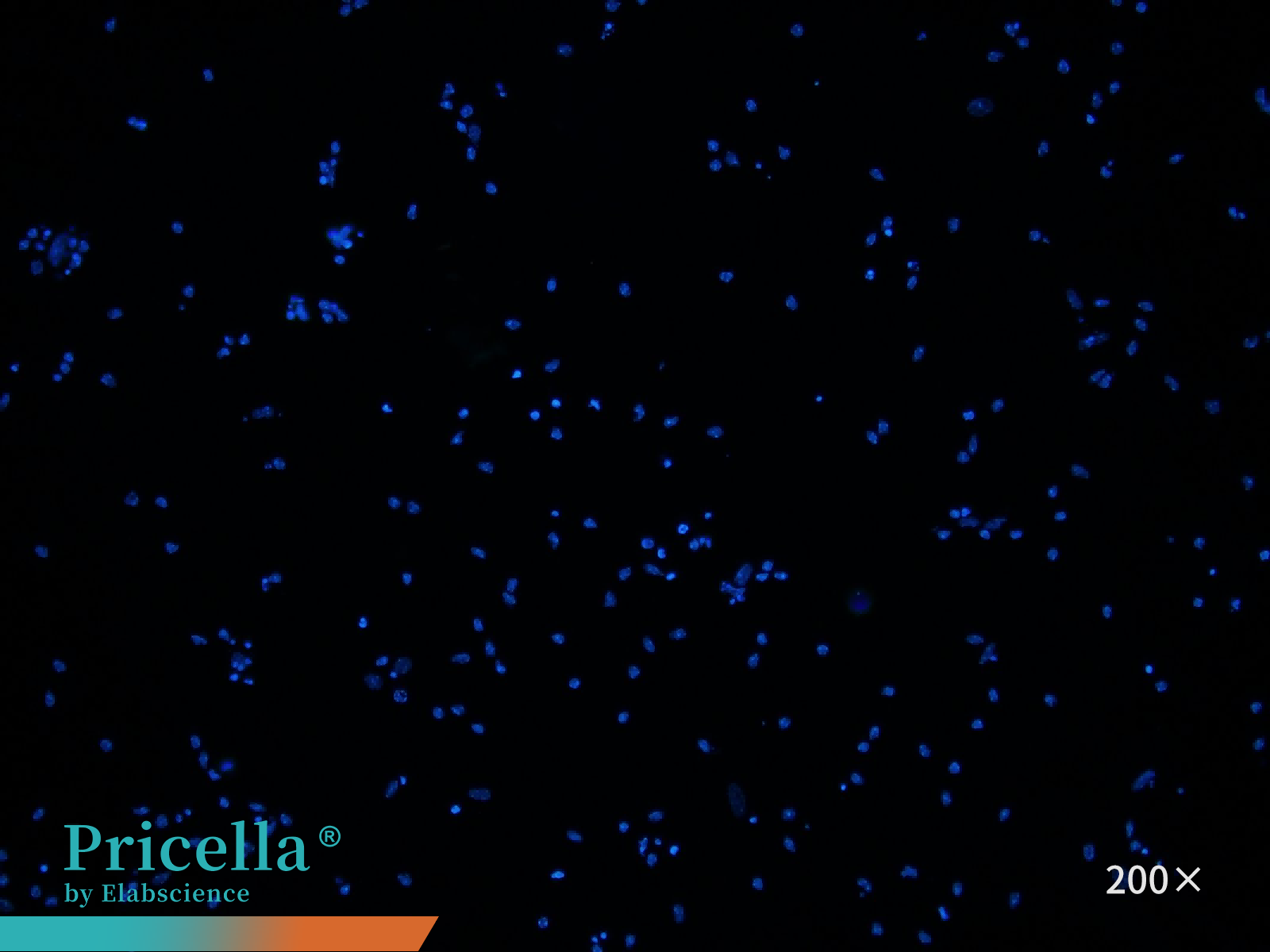 DAPI_200X