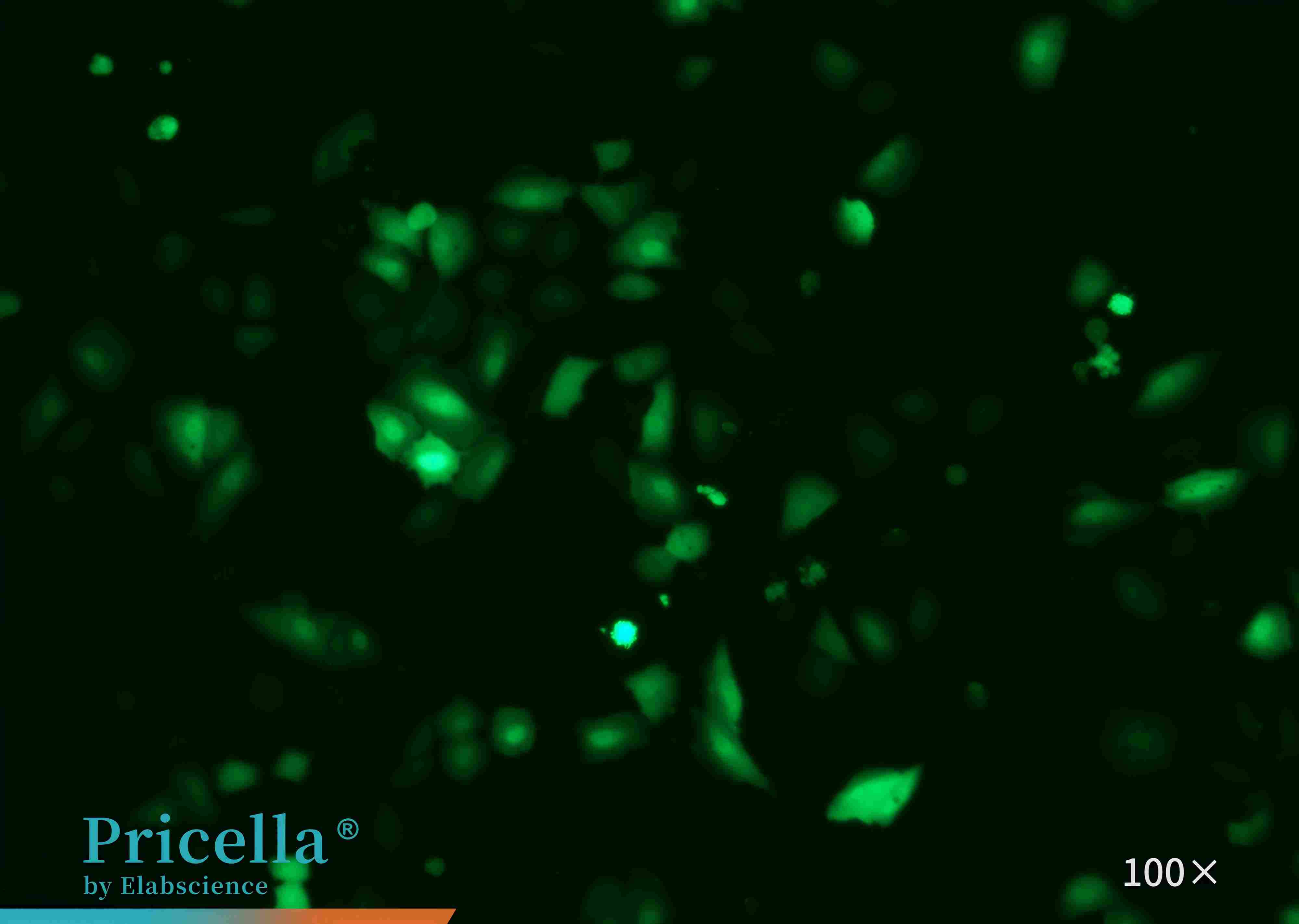 Immunofluorescence Identification (EGFP) A549-3000-100X