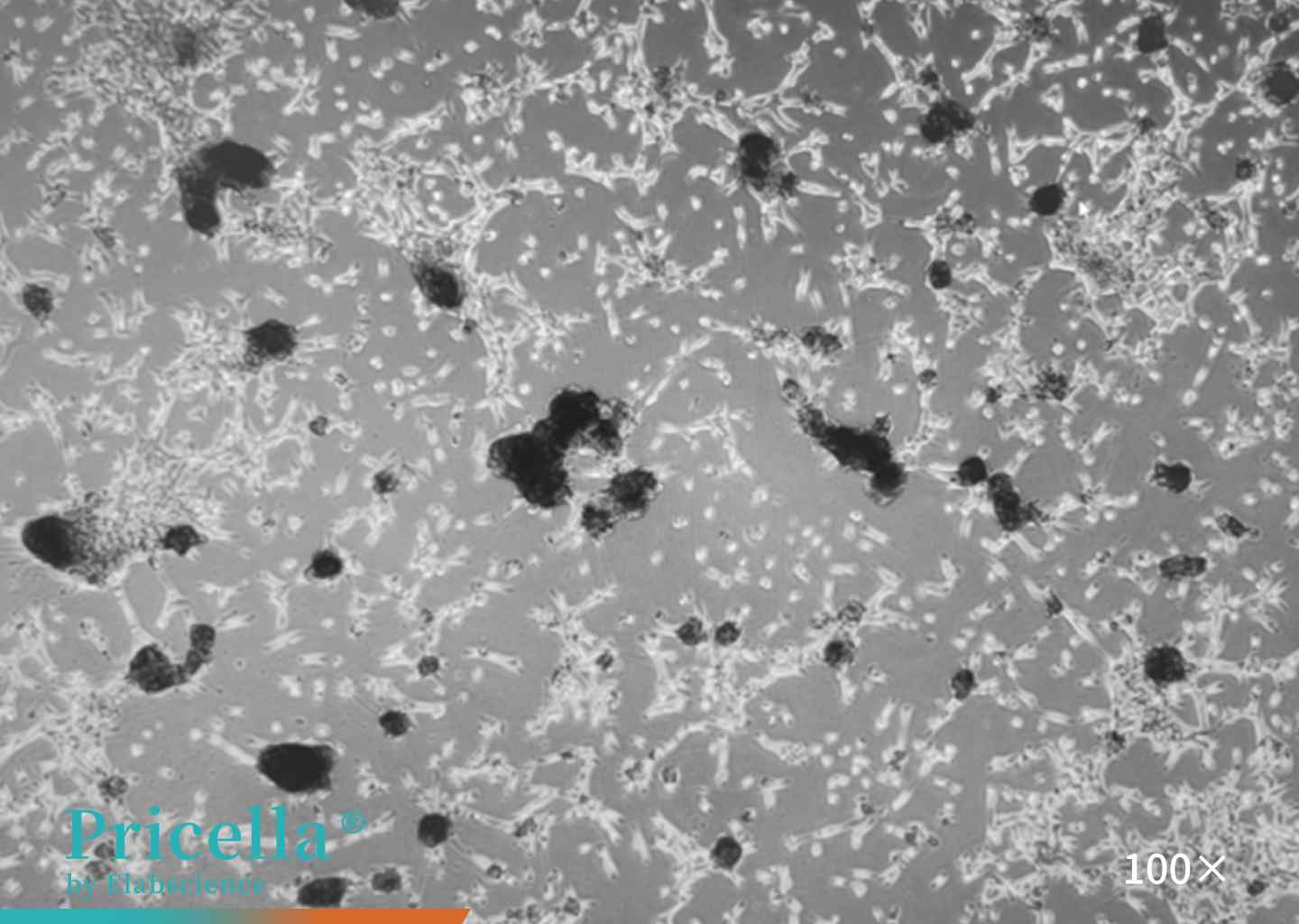 image of MCF 10 cells figure 2
