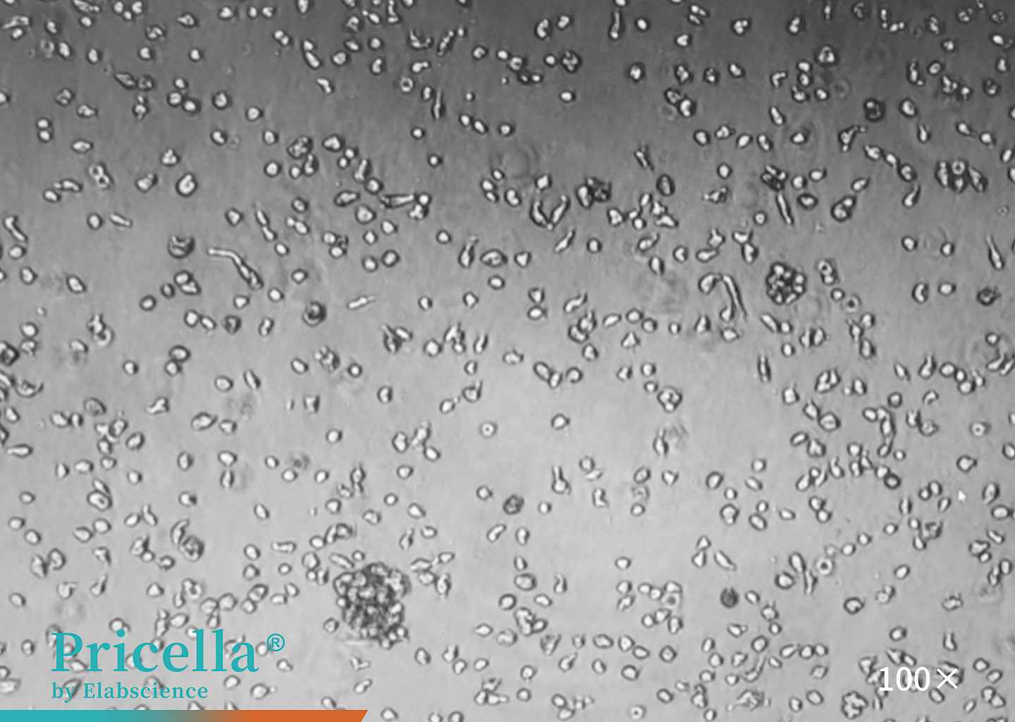 Causes and Solutions for Morphological Alterations in Cells-7