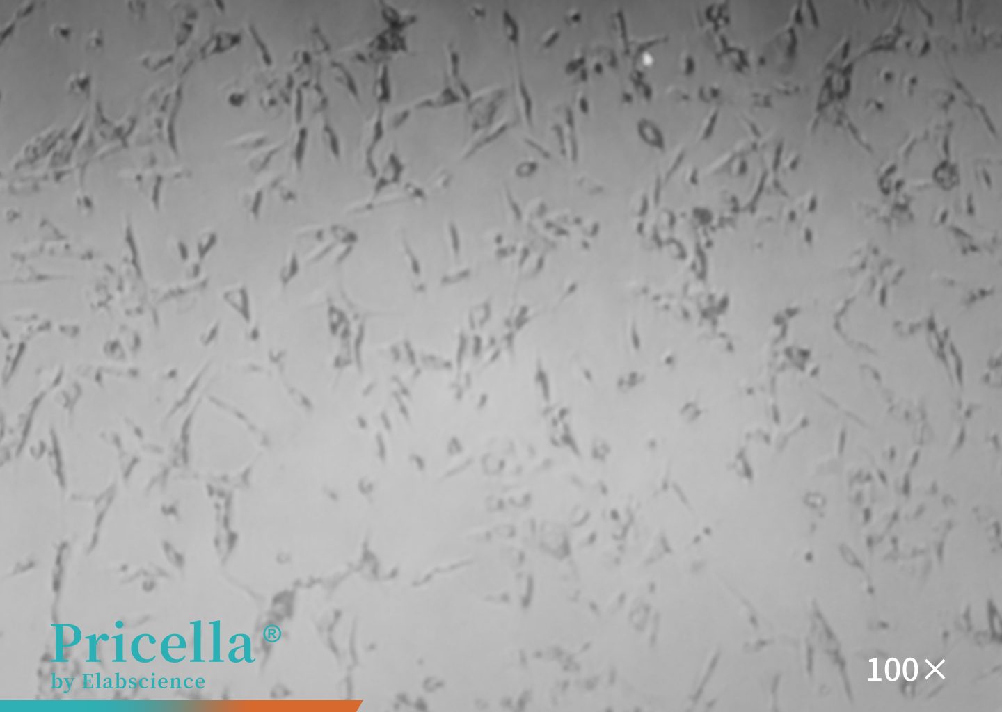 image of MCF 10 cells figure 3