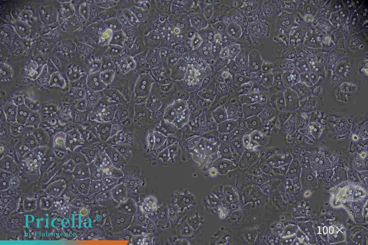 Mouse hepatic parenchymal cells cultured for 24 h
